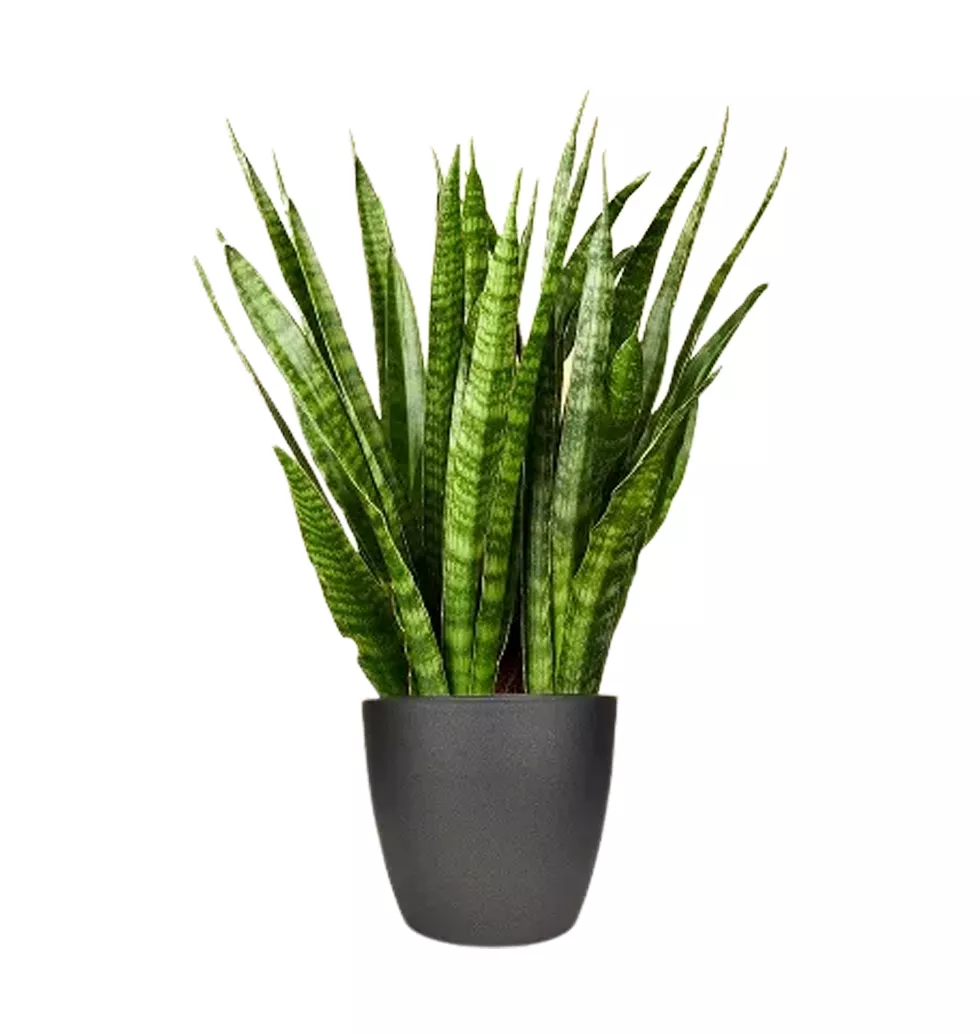 Amazing Sansevieria Kirkii Plant