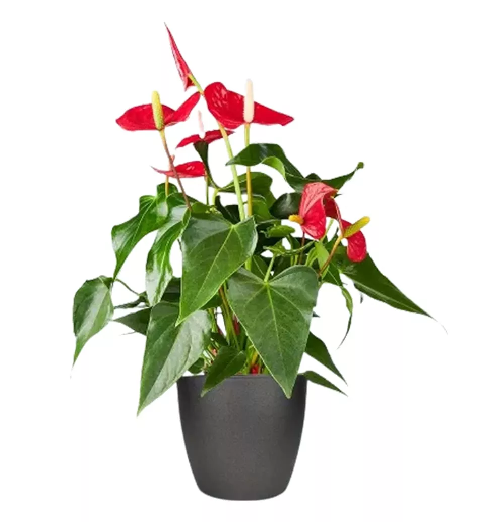 Beautiful anthurium Plant