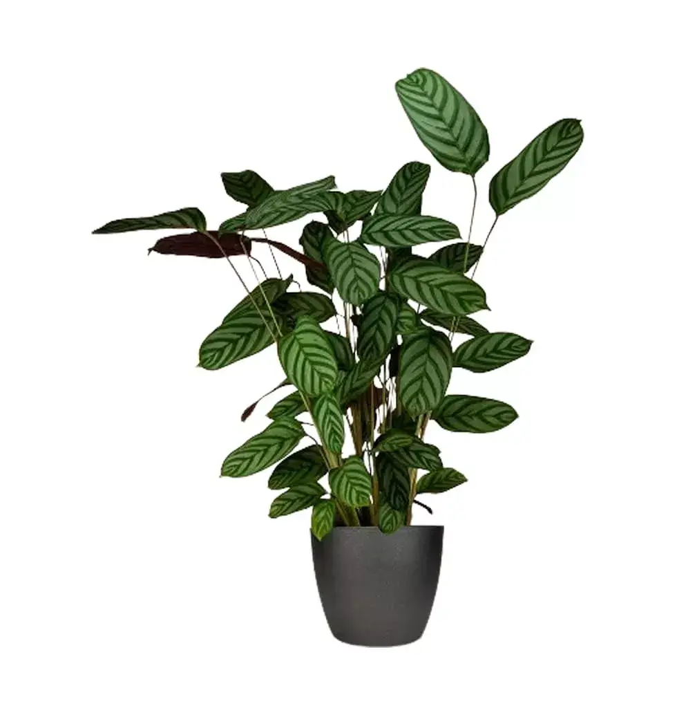 Elegant Presentation Of Calathea Compactstar