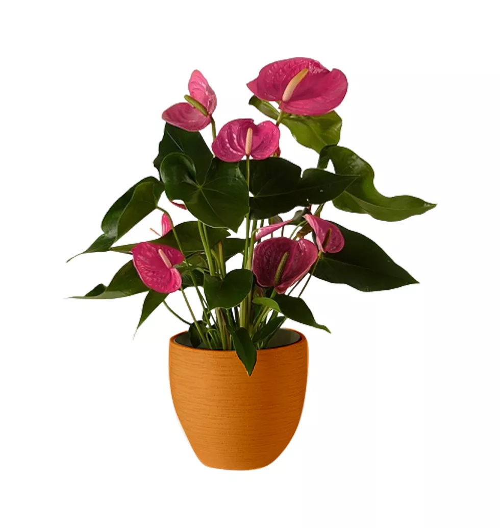 Exotic Beauty Of Pink Anthurium