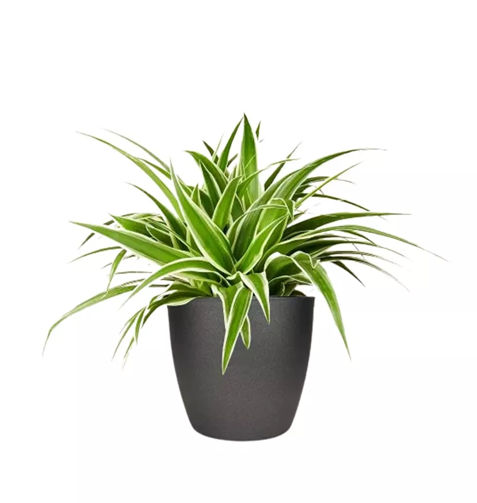 Eye Catching Spider Plant