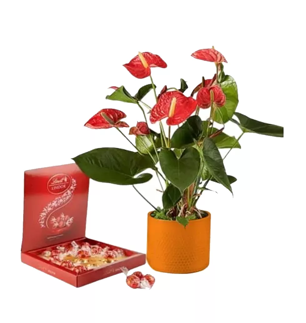 Red Anthurium and Delectable Chocolates