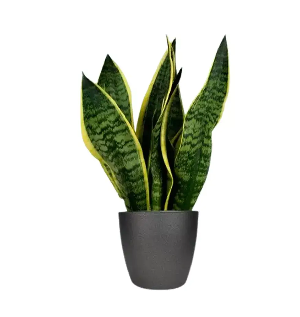 Sansevieria Futura Superba Plant