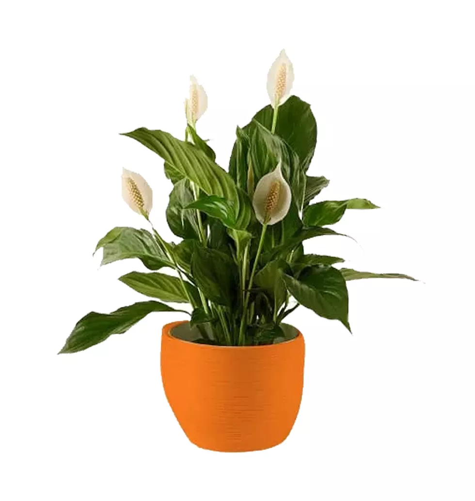 The Eternal Beauty of Peace Lily