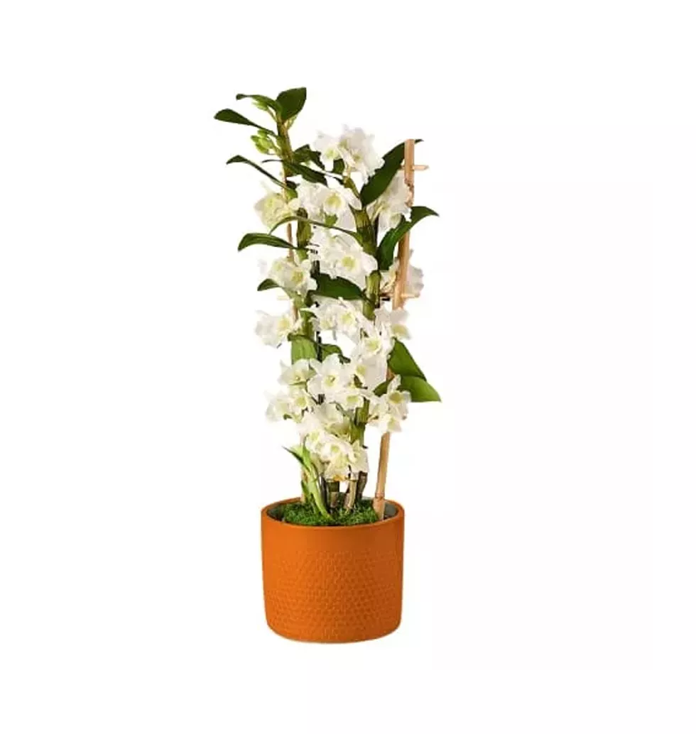 The Exotic Beauty of Dendrobium