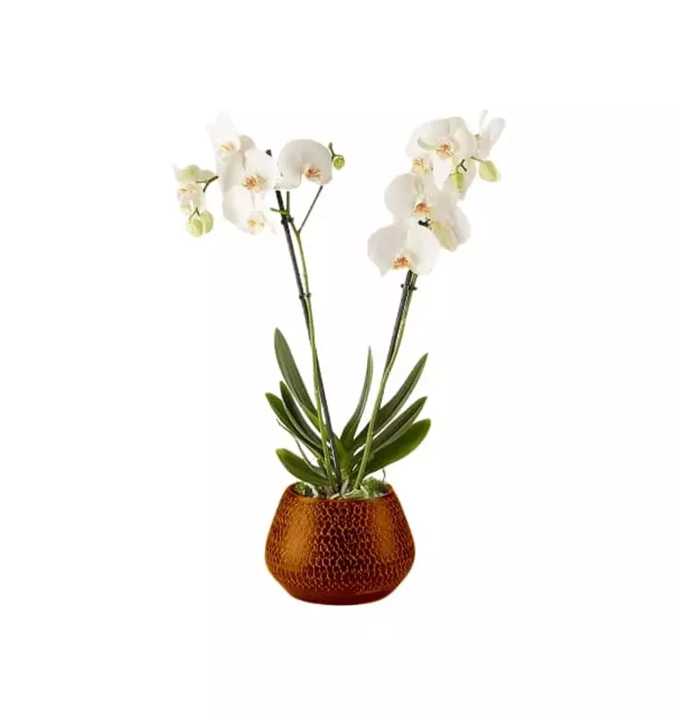 The Majestic White Orchid Plant