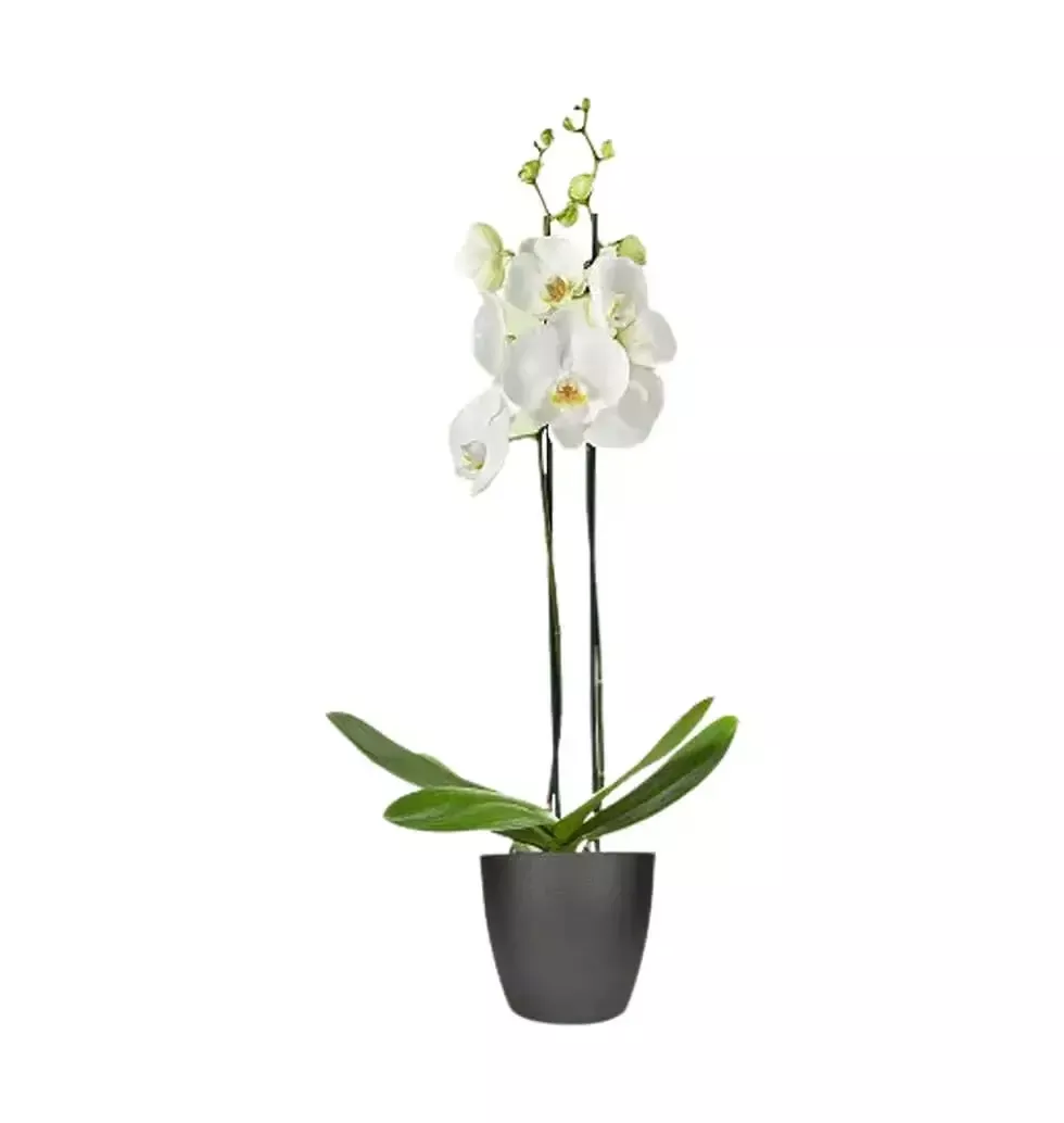 White Orchid